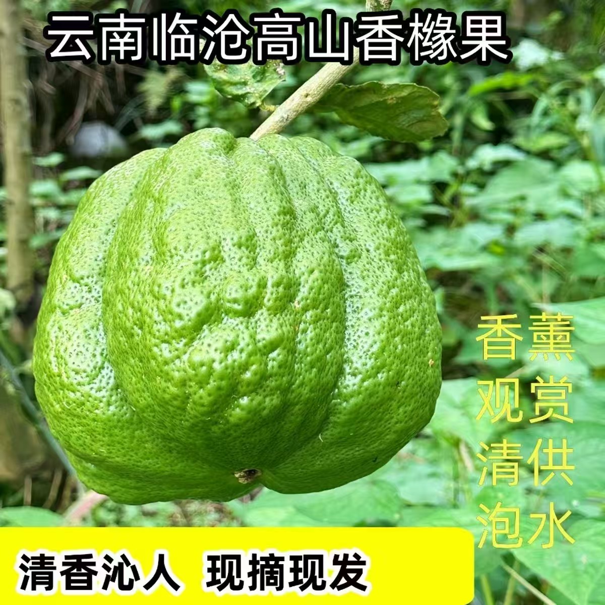 云南香橼果绿果居家清供盘玩摆件