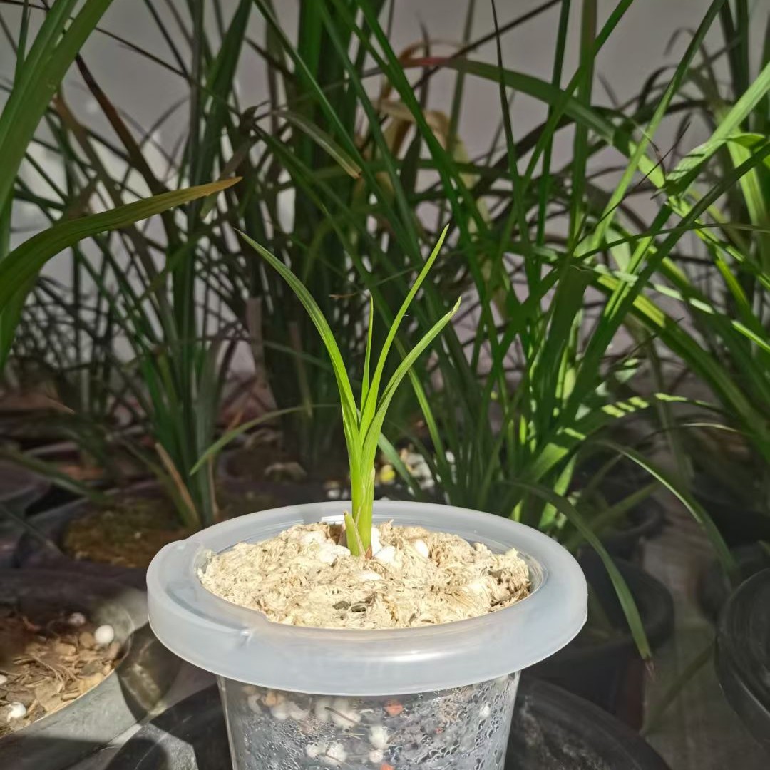 云南腾冲本地春兰、绿兰（顺丰包邮）兰花盆栽兰草兰草花绿植盆栽