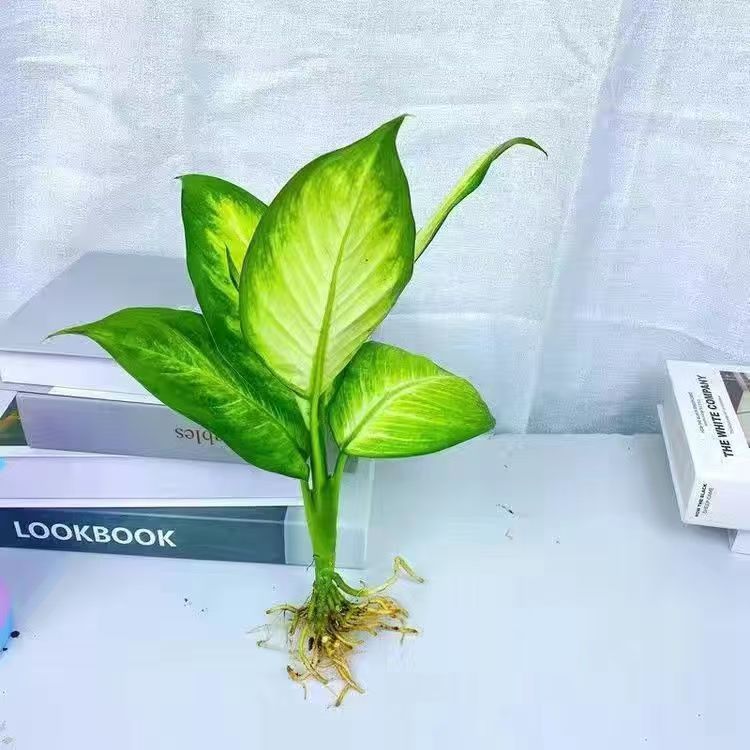 玛丽安粉黛万年青盆栽室内好养水培花卉办公室绿植发财黄金银皇后