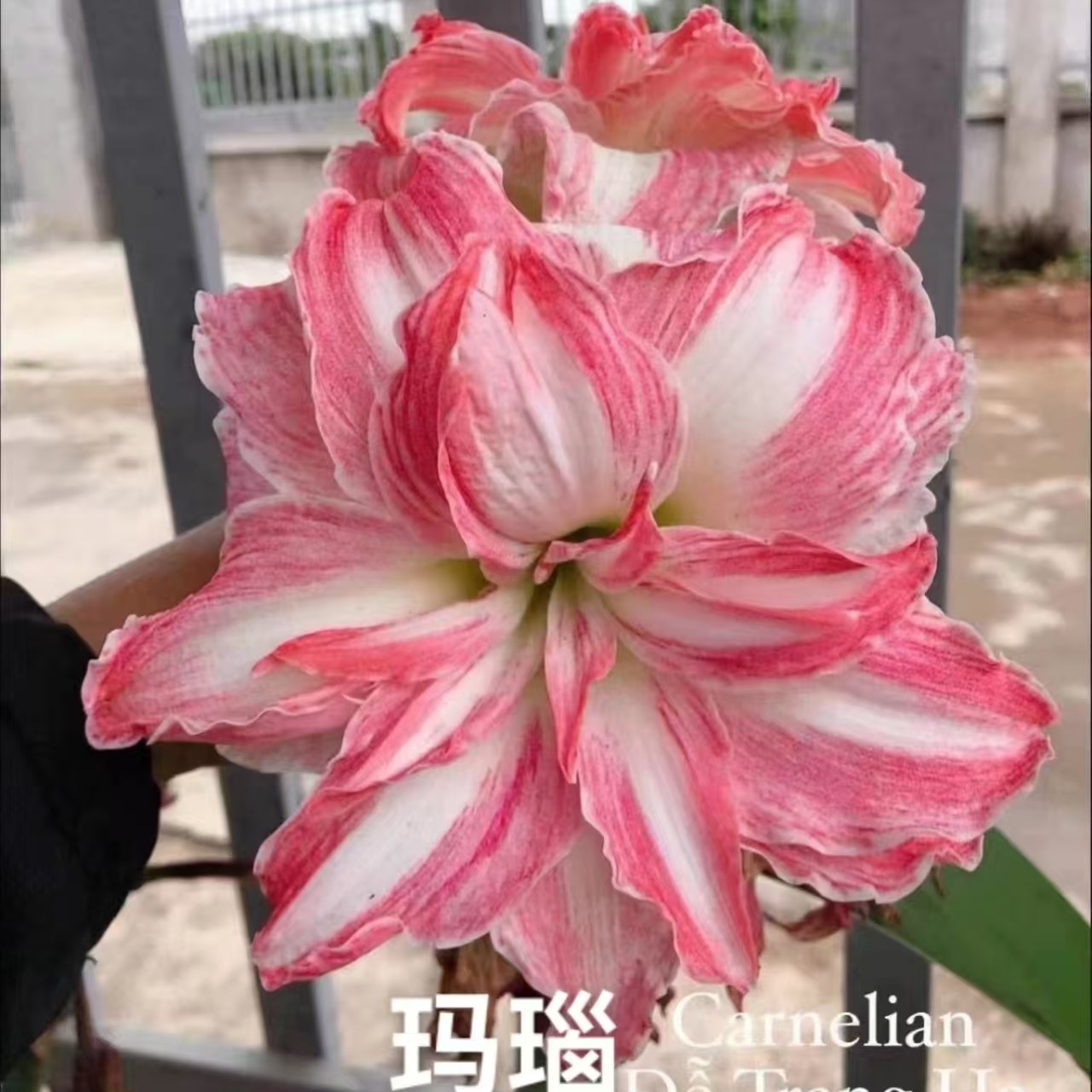 【玛瑙】【不朽的爱】【第九章】【粉重楼】【樱桃小丸子】