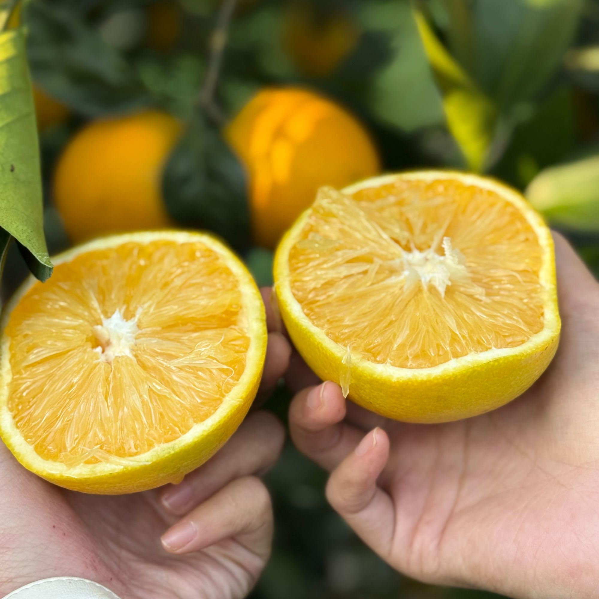 哀牢山冰糖橙 大小果混装没有次果现采现发（外观有花不影响）