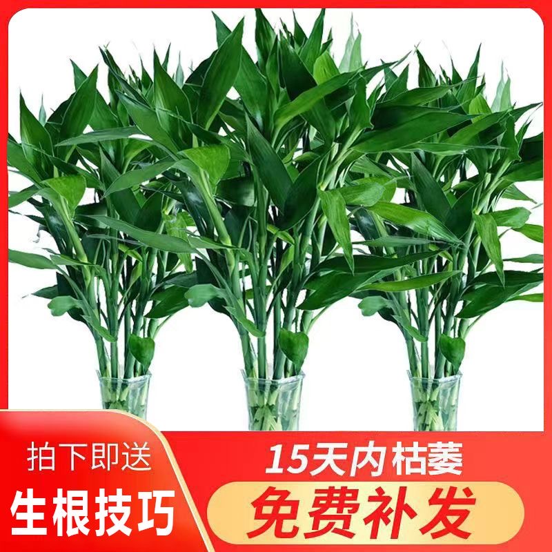 精品富贵竹大叶水培植物水养绿植净化空气吸醛室内好带根养死包赔