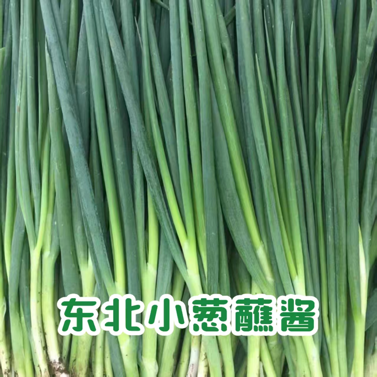 东北吉林农家自种小旱葱新鲜采摘