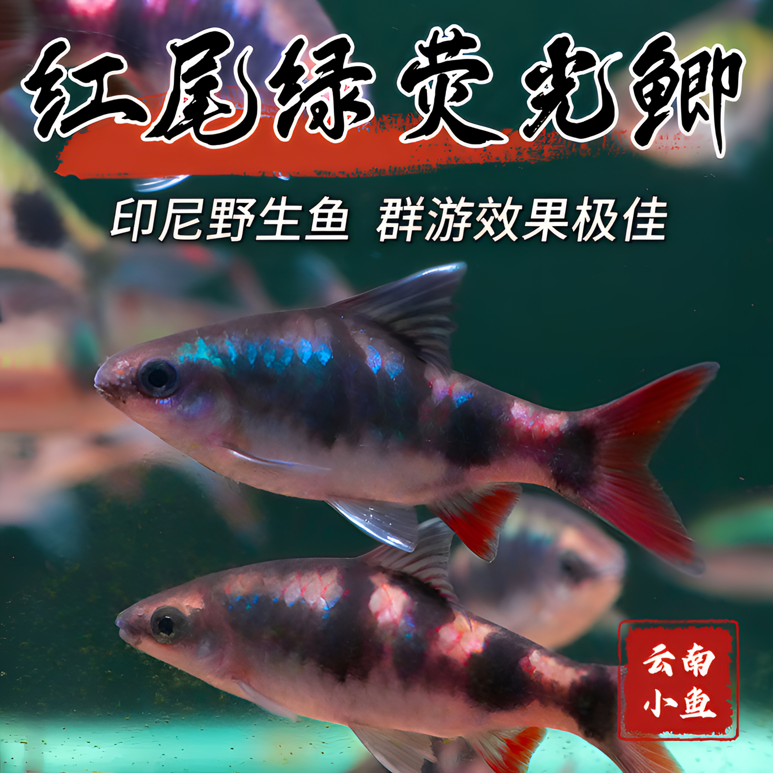 印尼野生红尾绿荧光鲫鱼原生广温观赏鱼群游效果好活体好养易活