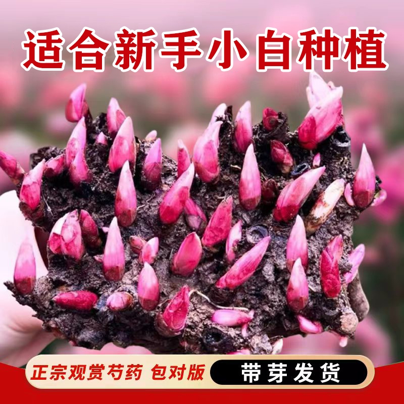 重瓣大花芍药花苗带芽根块花卉多年生阳台庭院室内外耐寒耐热盆栽