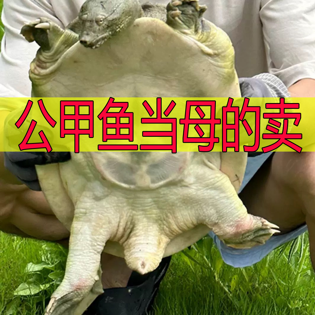 【公甲鱼当母的卖】鲜活公甲鱼外塘中华鳖青背水鱼生猛甲鱼包活到家