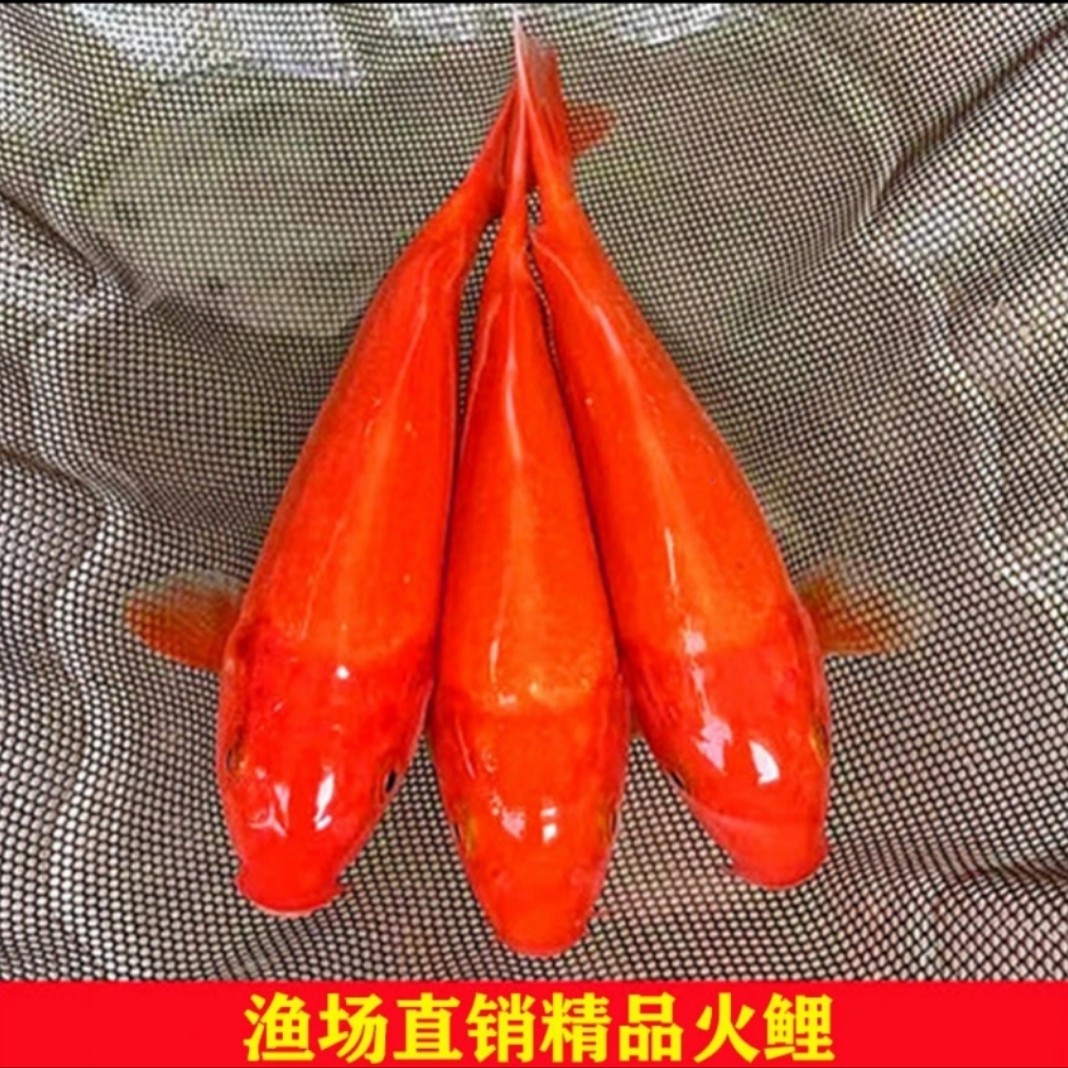 日本精品火鲤锦鲤鱼冷水观赏鱼纯种明鳞纯红反光鳞活体热带鱼