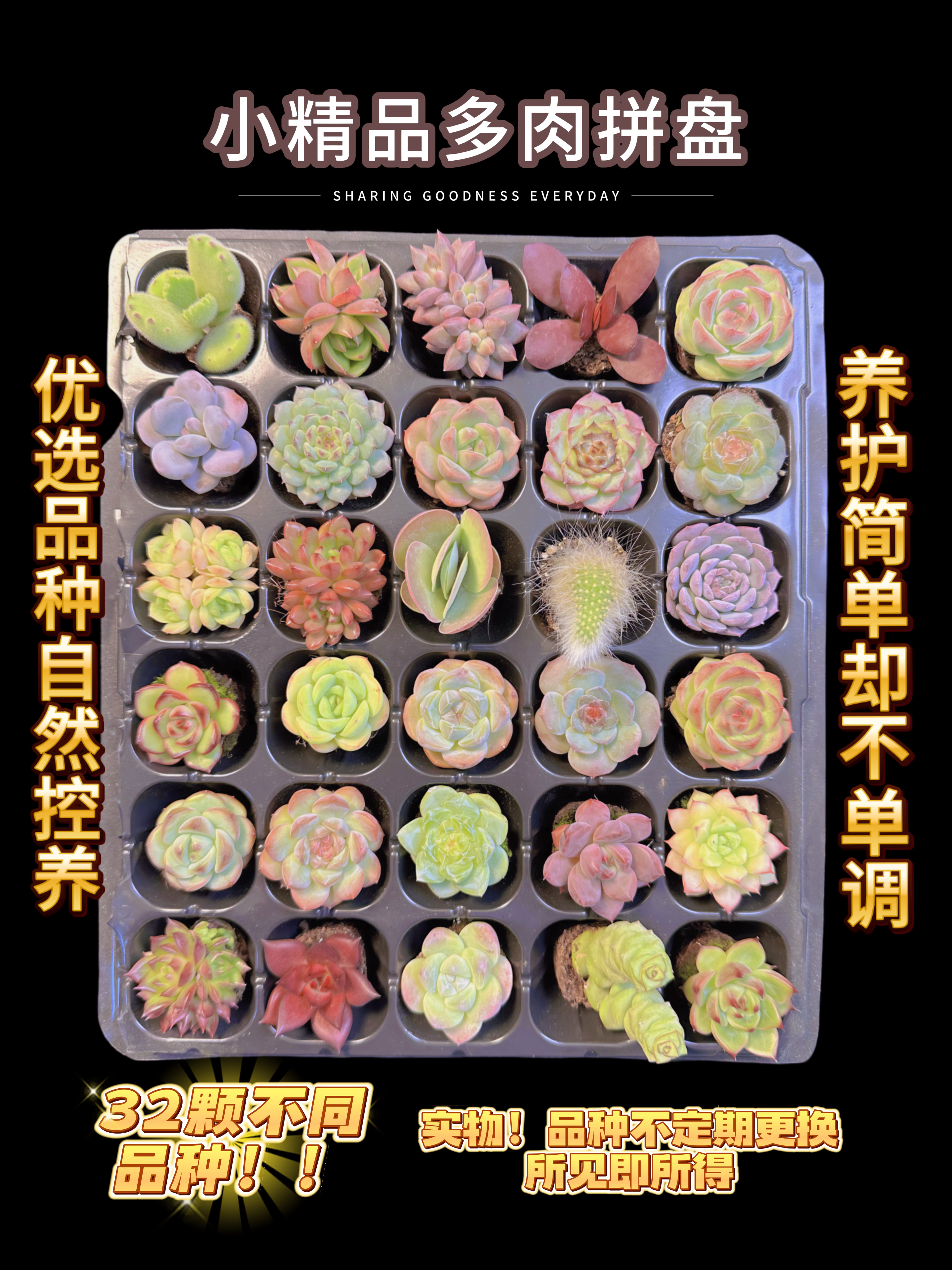小精品贵货多肉植物拼盘保底20个品种（大小2-4厘米）精致好养易活