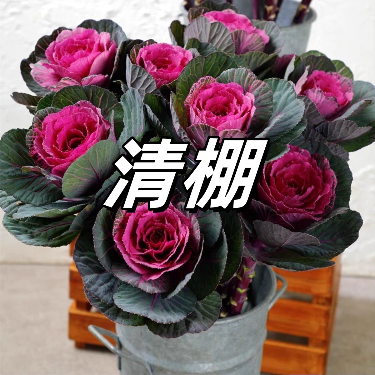 玫瑰羽衣甘蓝多头阳台庭院观赏多年生耐寒耐热抗冻可养老桩