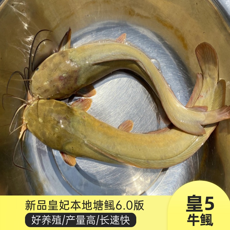 新品本地塘鲺鱼皇5牛鲺皇妃6.0高抗三黄塘角鱼高密度饲养品种