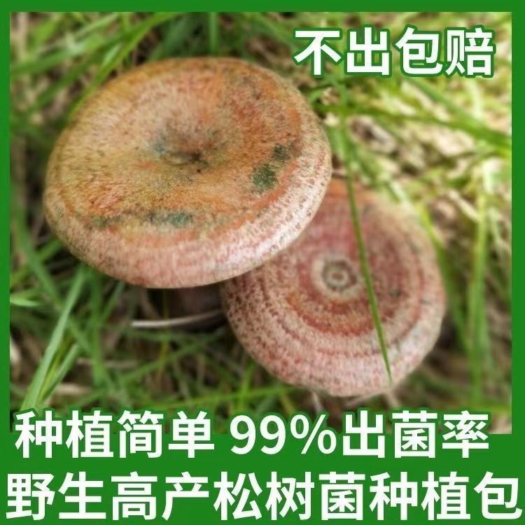 【90%好评率】野生乌纵菌纵菌高产乌枞菌种松树菌包松菌黄碟菌松松