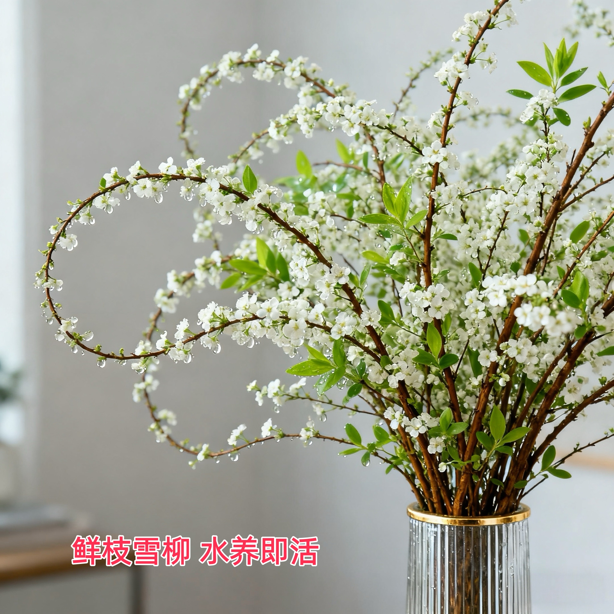 【6.8-20支】雪柳盆栽泡水开花水培冬季耐寒花卉干枝绿植室内家居