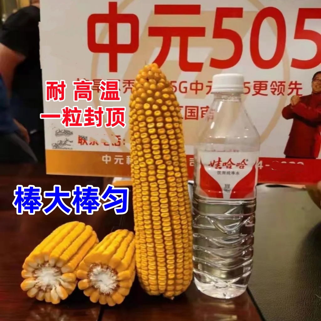 三国审中元505抗倒伏耐高温综合抗性强的高产玉米种子抗病虫稳产