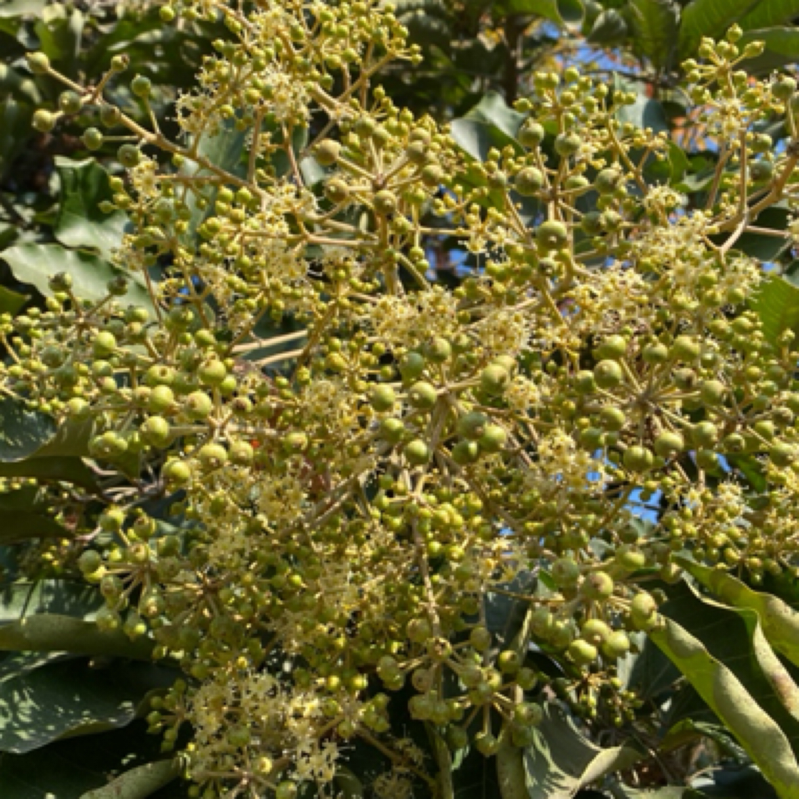 鸭脚木花农民自养鸭脚木花鲜花鸭脚木