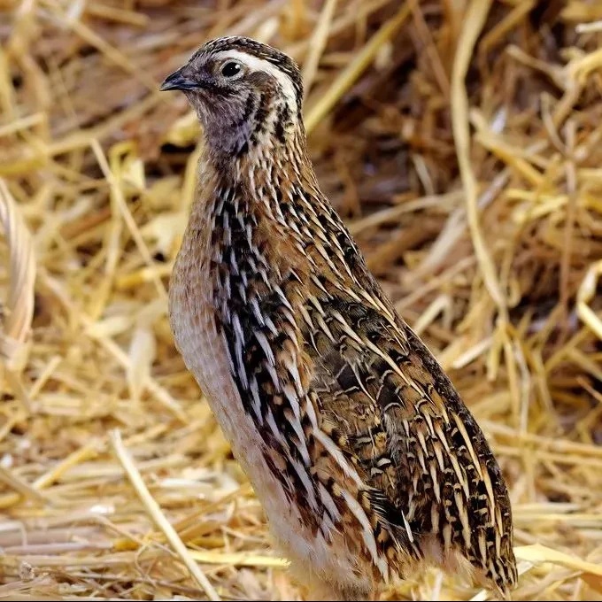 鹌鹑，斗鹌鹑，宠物鹌鹑，阳台小宠物