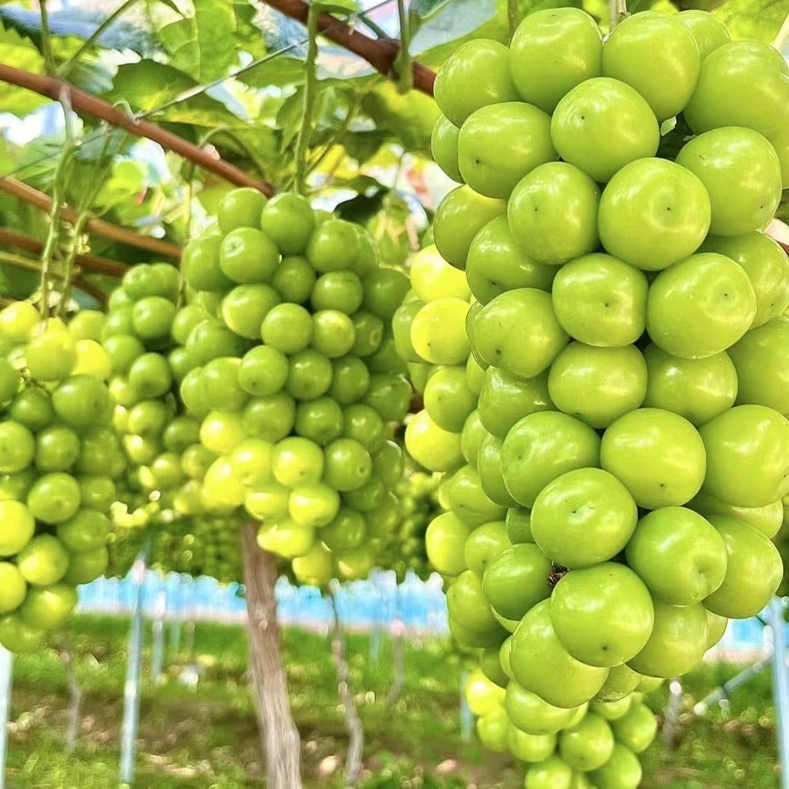 嫁接无籽阳光玫瑰葡萄爬藤晴王葡萄树苗当年结果南方北方种植耐寒