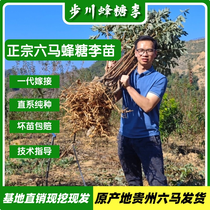 贵州六马蜂糖李苗土栽盆栽正宗蜂糖李树苗蜂糖李李子树苗【嫁接苗】