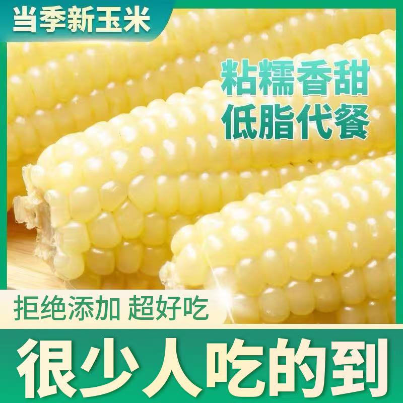 【3根试吃】12根东北新鲜白糯玉米非转基因黏糯玉米代餐粗粮7-8斤