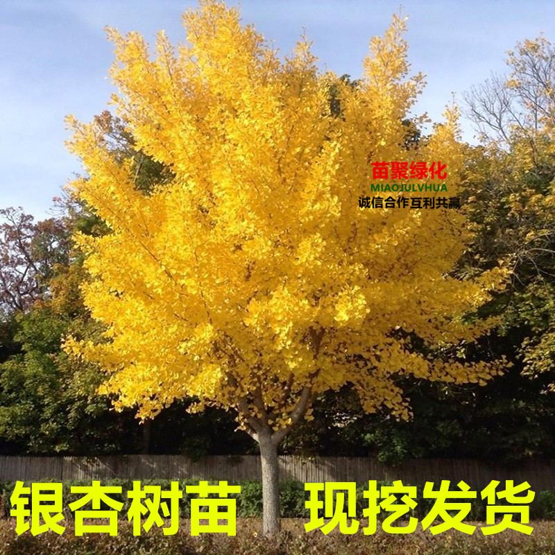 金叶银杏树活苗白果树苗占地拆迁银杏树苗名贵庭院风景树彩色苗木