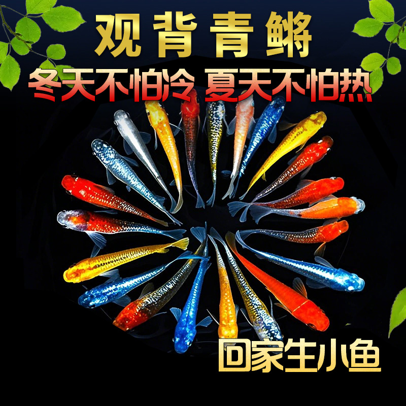 包活7天观背青鳉混养冷水鱼群游