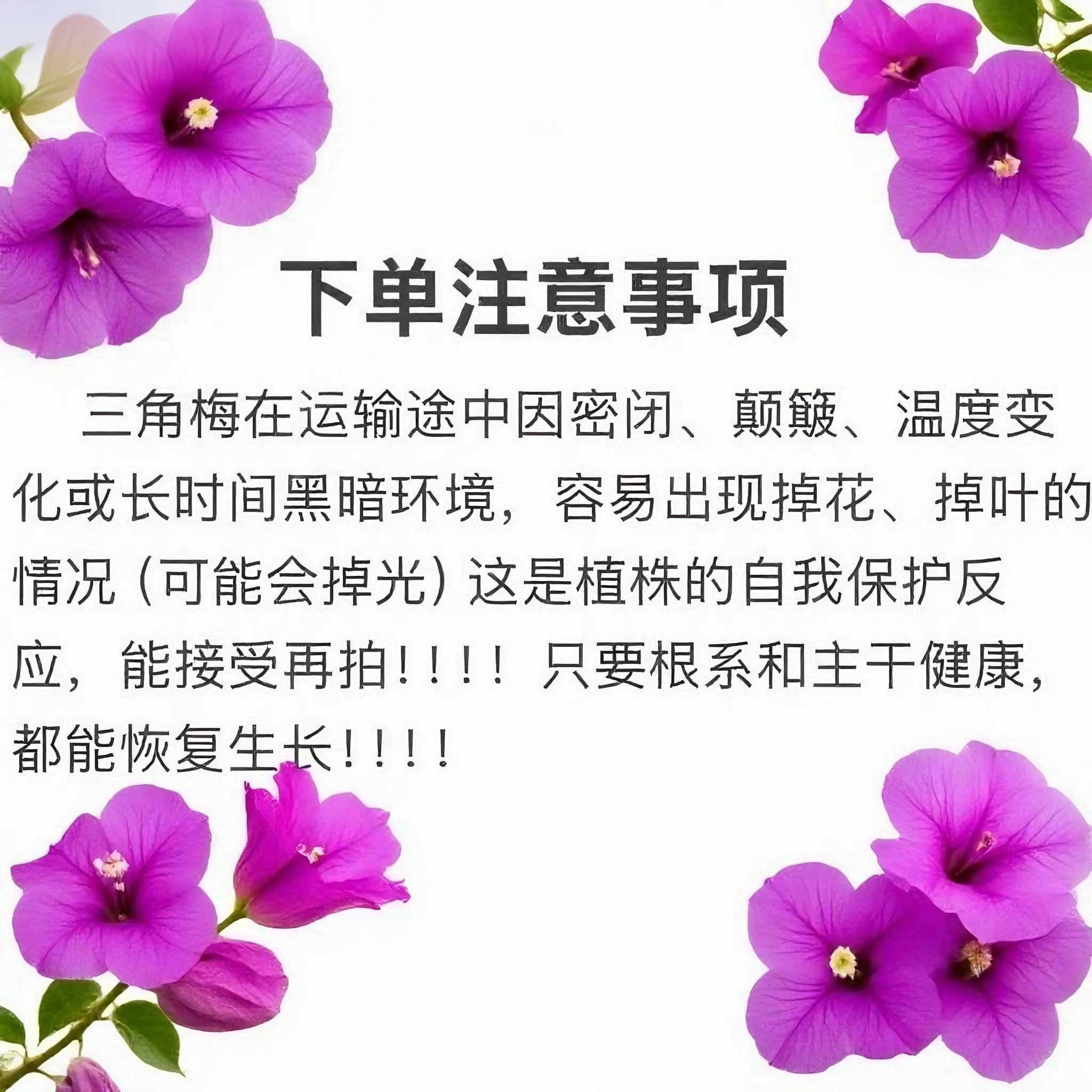 【一物一拍链接】三角梅（能接受掉花叶再拍，一个月之内换盆不售后）