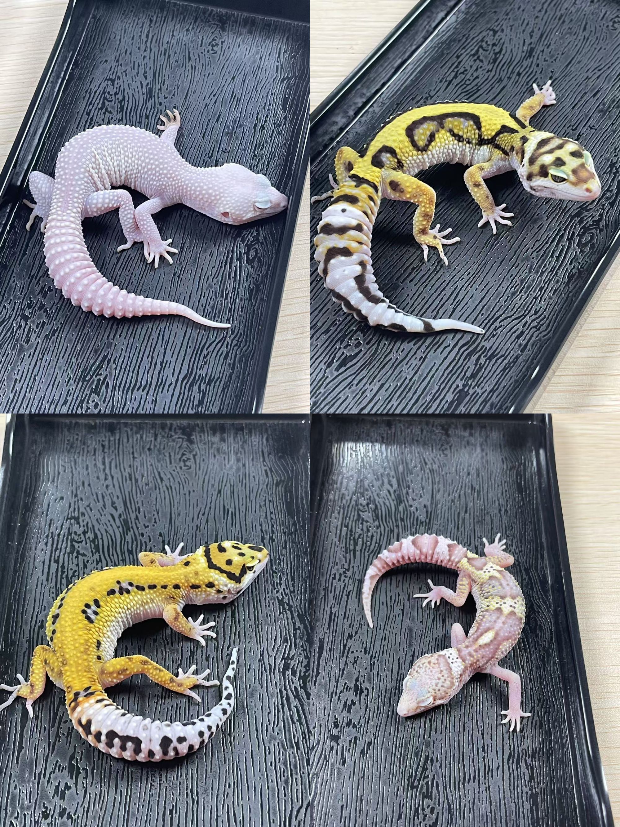 豹纹守宫可爱活体爬宠桌面宠物新手宠物