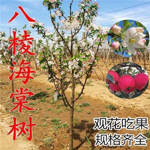 海棠果树海棠树南北方庭院地栽种植盆栽盆景蜜饯当年结果沙果树苗