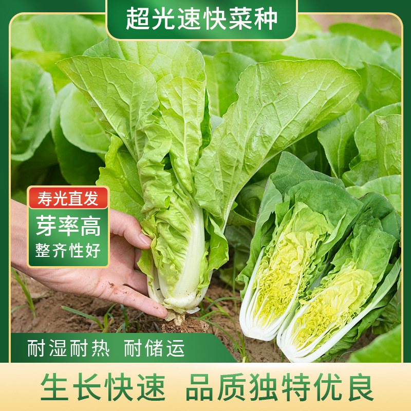 【买2送1】奶油快菜种子白菜四季阳台小院种植青菜小白菜蔬菜种籽