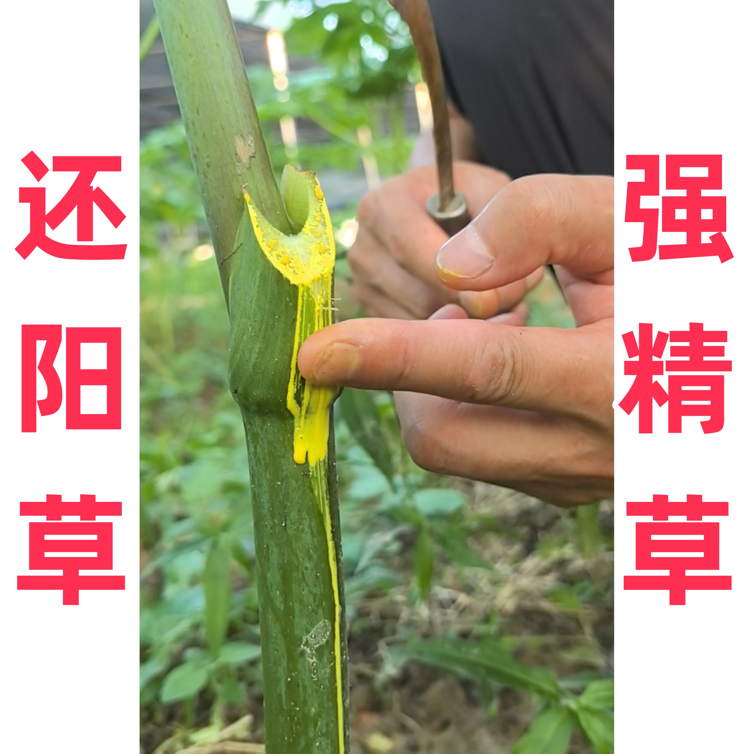 还阳草长寿菜神仙草强精草盆栽连盆带土阳台地栽庭院种植四季可种