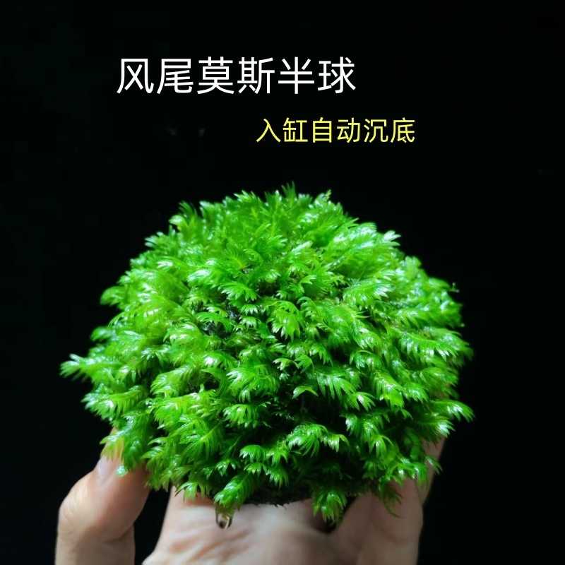 凤尾莫斯半球美凤莫斯水草鱼缸装饰造景阴性懒人水草凤尾沉石活体