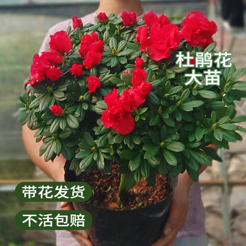 比利时室内杨梅红杜鹃花盆栽好养带花带苞四季开花客厅阳台植物