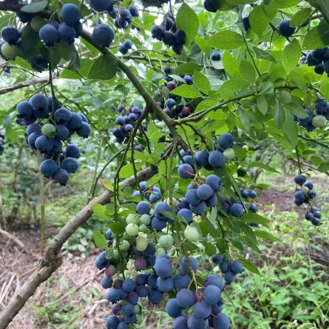 蓝莓多枝15年苗当年结果带土发货江浙沪包邮