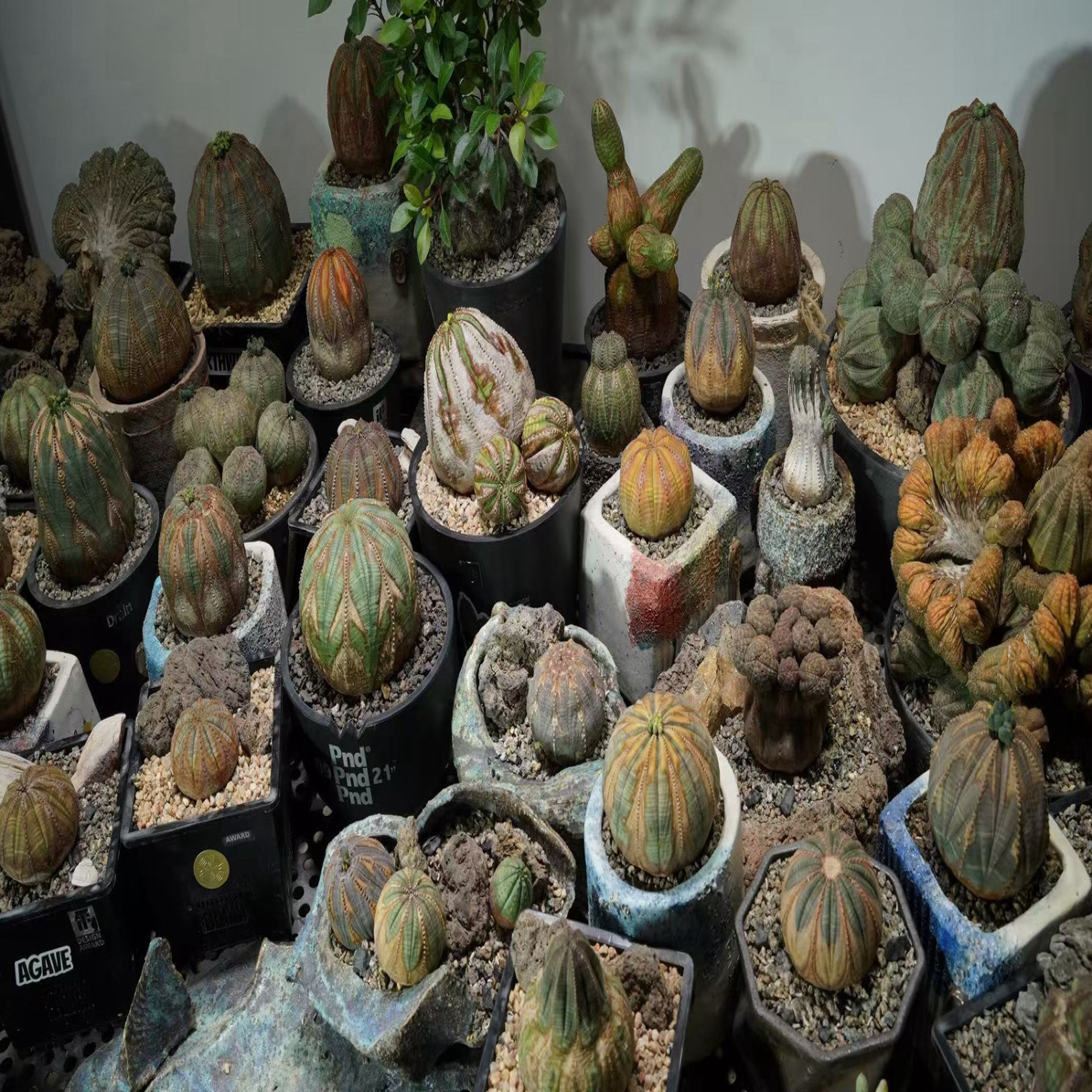 欧系实生布纹球精品父母本种子 每份10颗