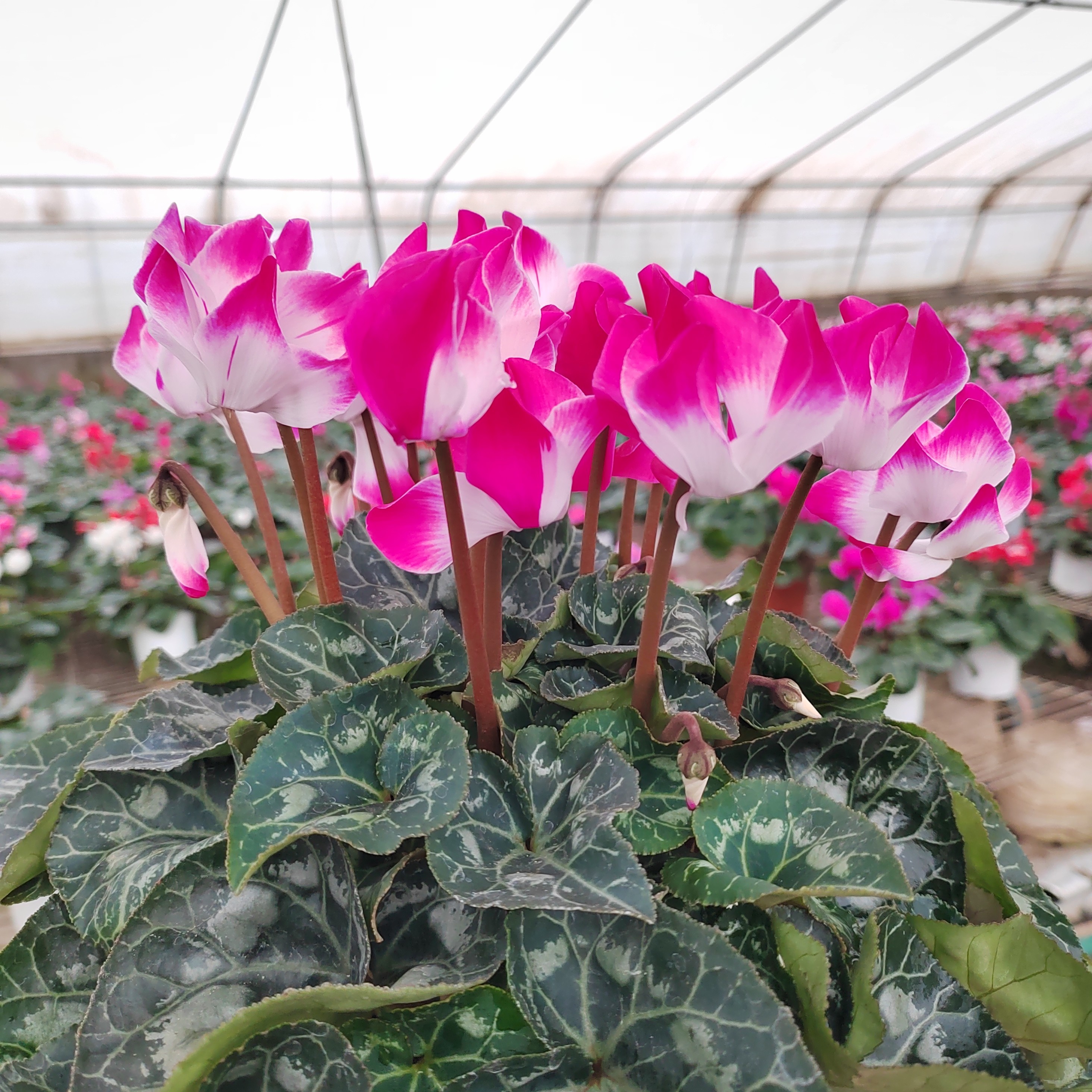 福利款48号精品紫色荷花紧凑型花量多，0.5加仑盆径四季开花好养活