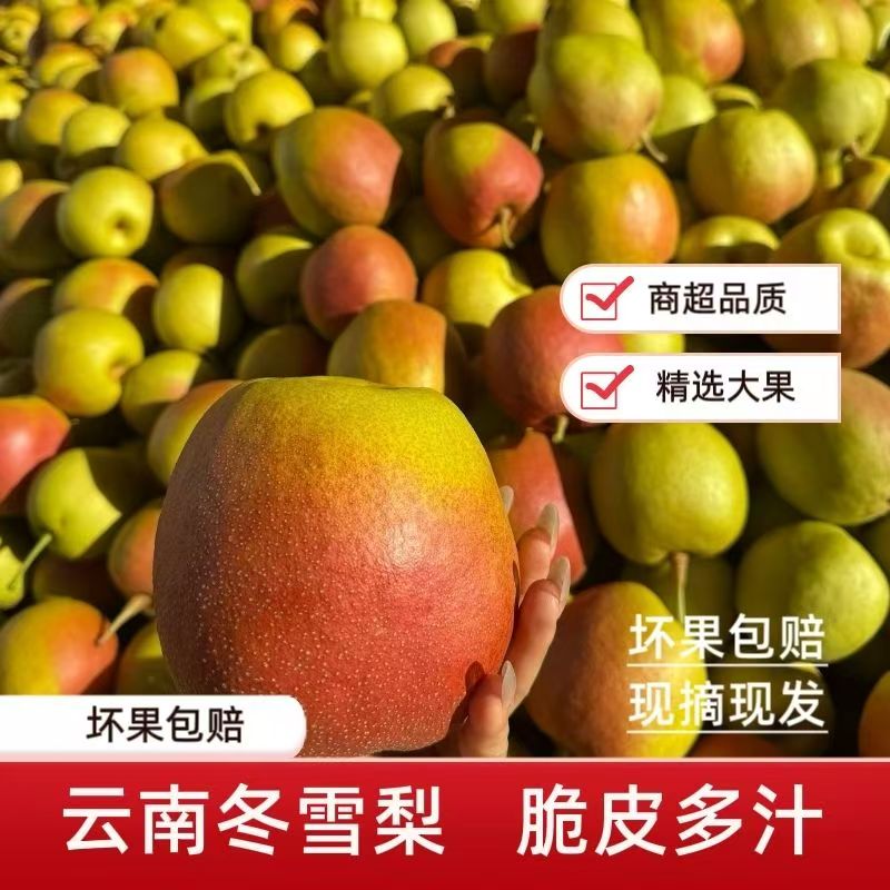 云南大理高山红雪梨冬梨新鲜现摘酥脆多汁口感丰富应季水果5/9斤