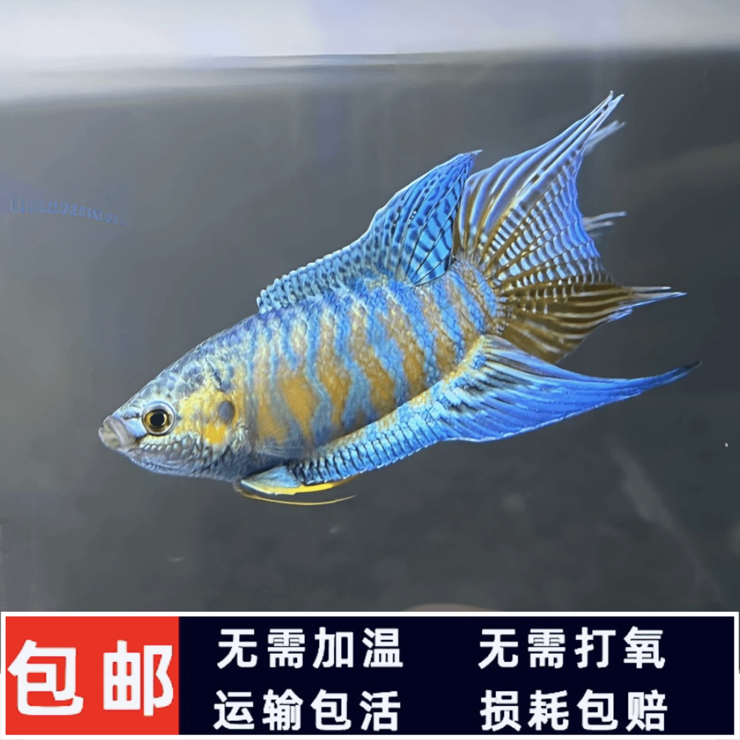 蓝叉红叉中国斗鱼冷水观赏鱼耐养适合新手无需打氧过滤