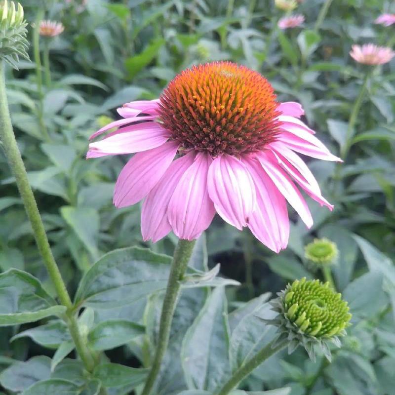 紫松果菊种子耐寒室外庭院种子