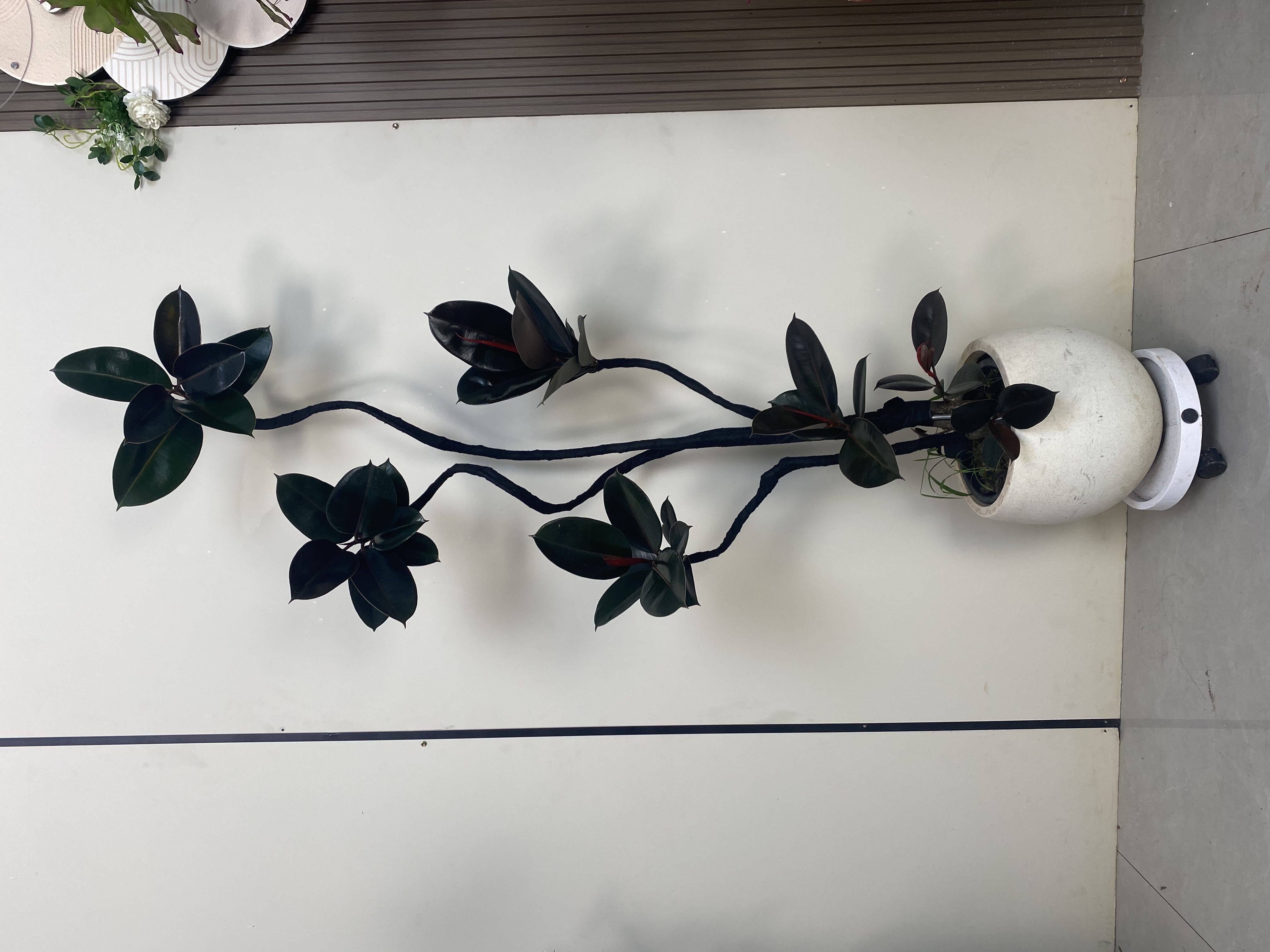 造型黑金刚橡皮树室内网红高级感盆栽客厅大型植物办公室好养绿植