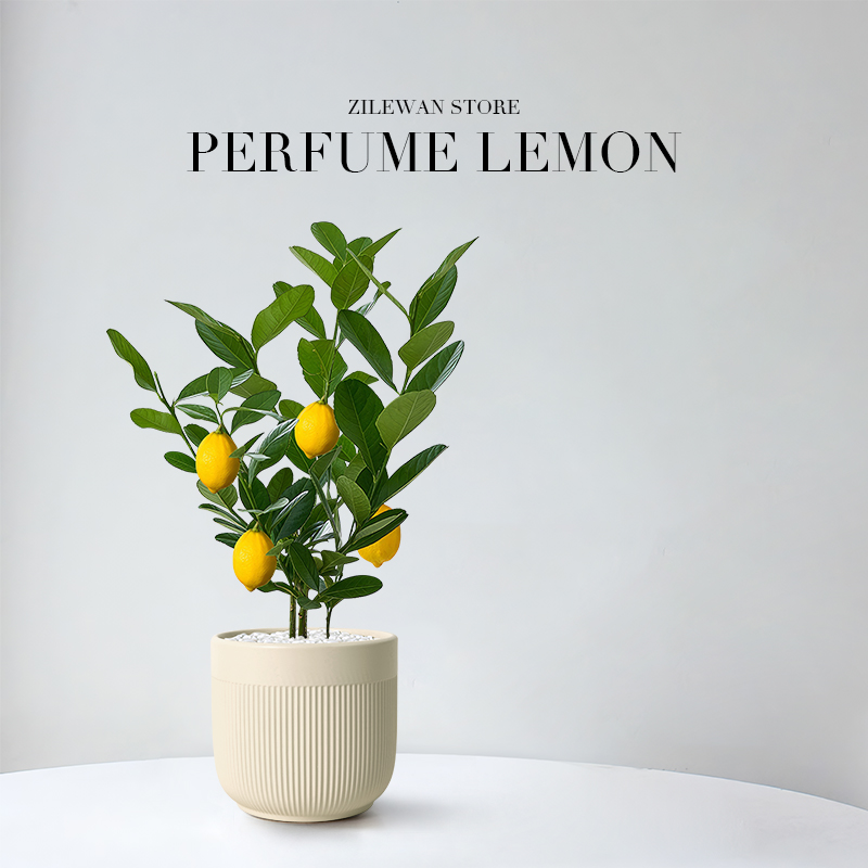 香水柠檬盆栽室外阳台庭院四季常青可食用水果树苗叶子清香花卉