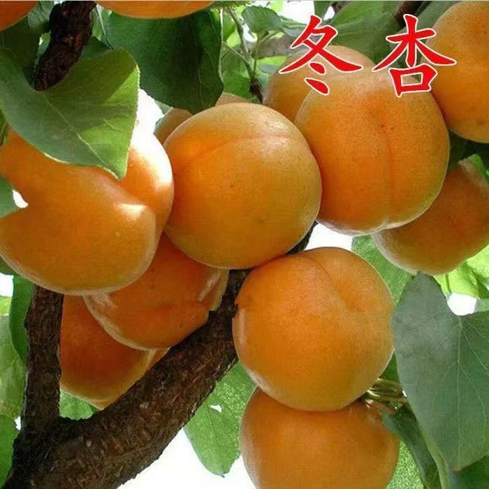 嫁接苗特大帝王杏树苗新品种盆栽地栽当年结果杏子南方北方种植甜