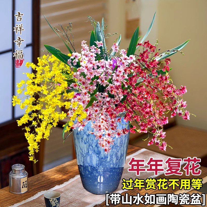 刘阁兰花苗 香水文心兰 梦香 冬带浓香花苞出售好养易活花卉盆栽