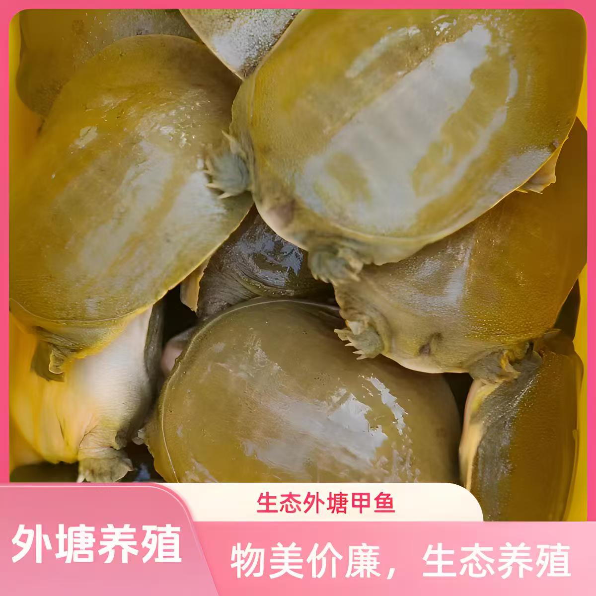 自家散养 公甲鱼直播间一物一拍