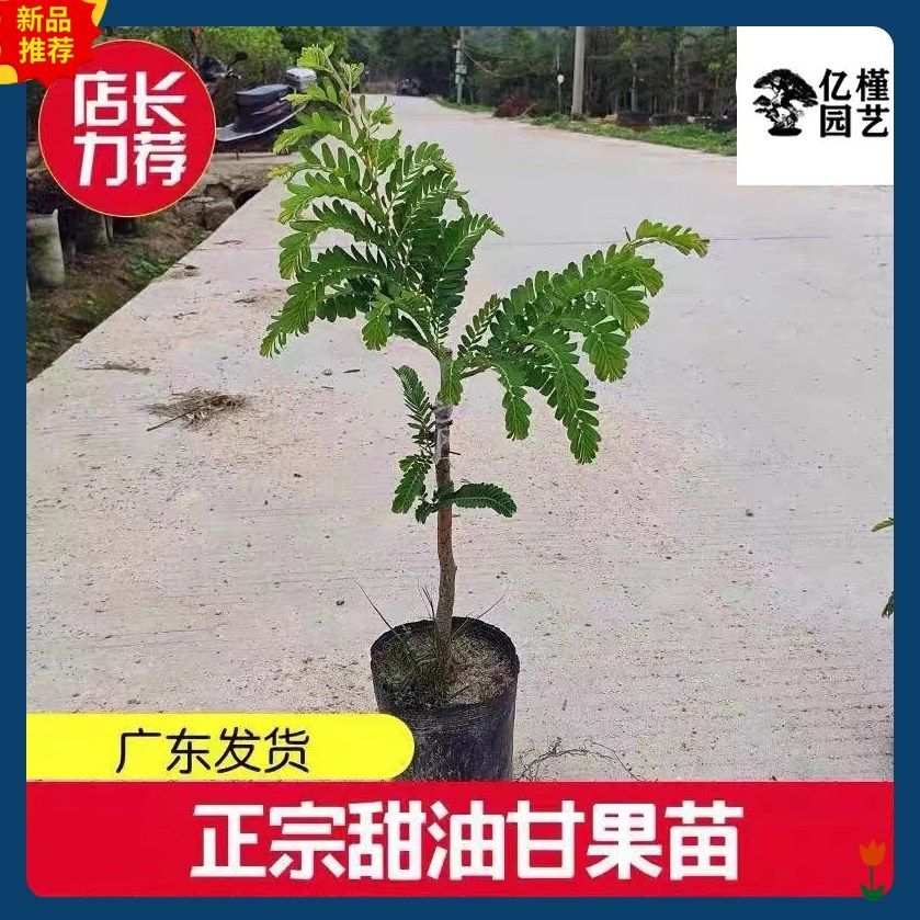 广东甜种油甘果树苗余甘子果苗南方果苗嫁接大果甜油甘果树苗带土