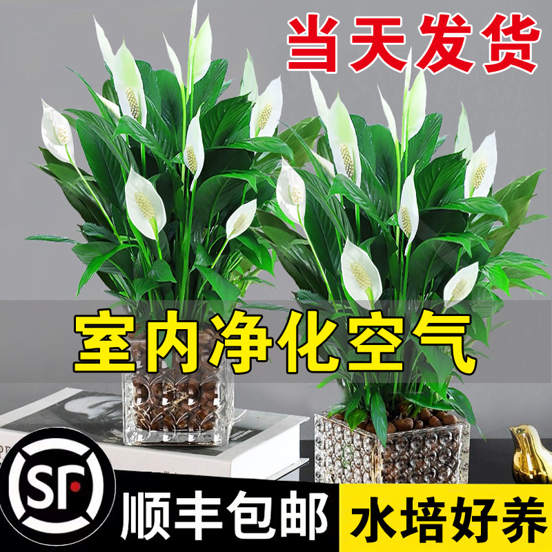 新店福利一帆风顺绿萝花卉植物室内花水培红掌绿植发财树净化空气