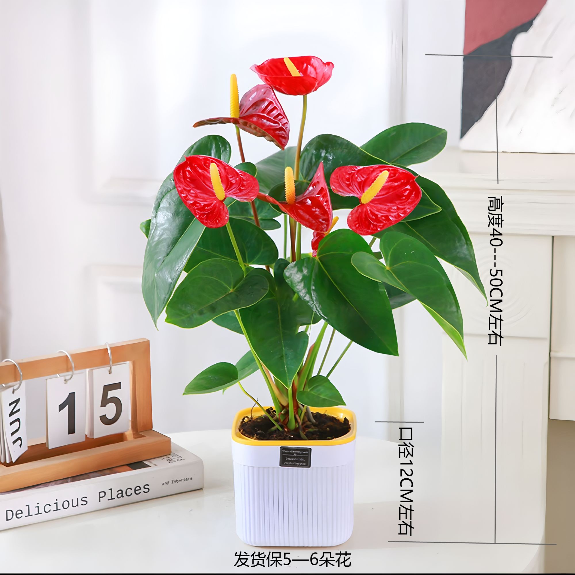 【4-6花红掌】ZY四季开花吸水盆栽鸿运当头室内花卉绿植