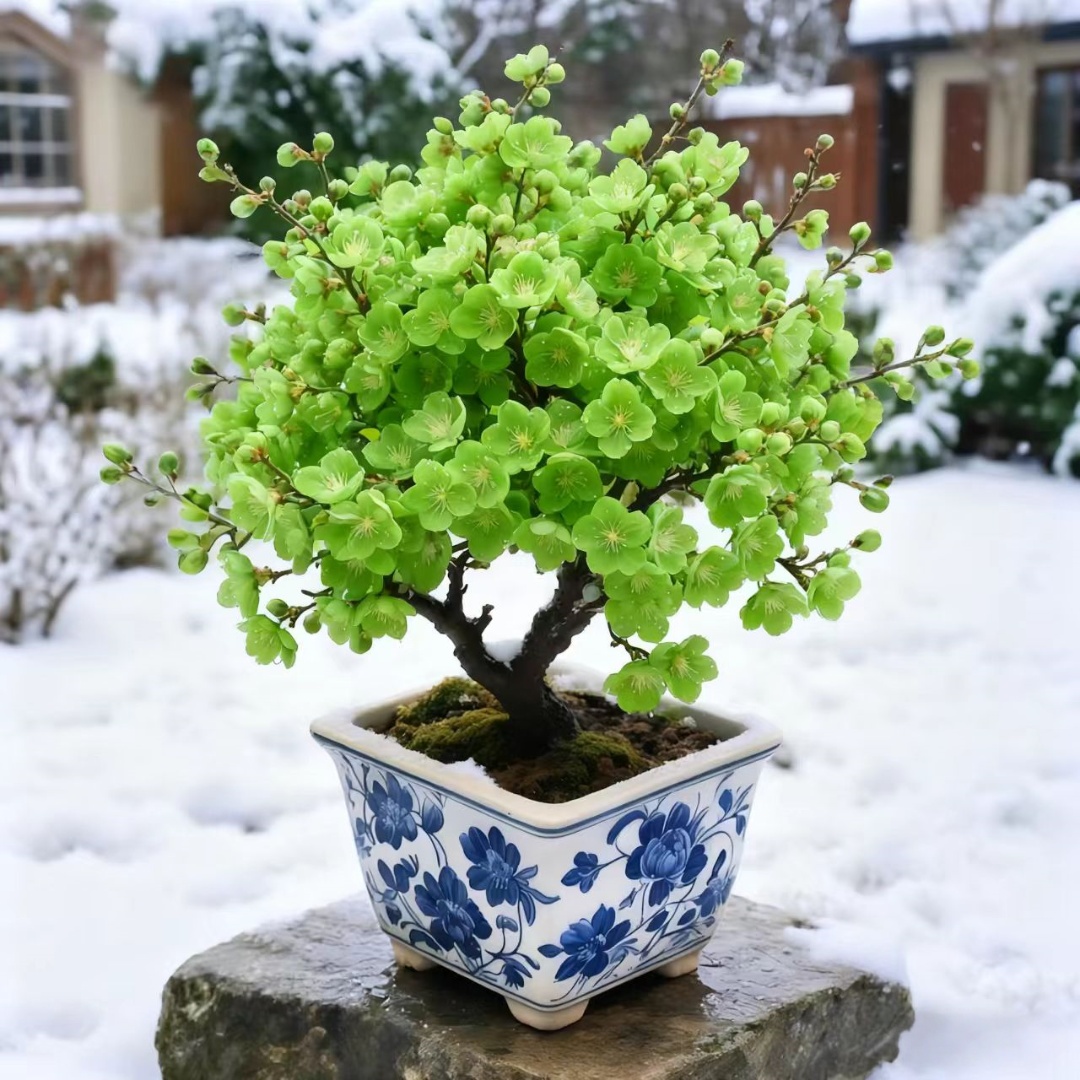【带花苞】浓香耐寒腊梅绿梅30天开花盆栽地栽树苗四季开花室外绿植