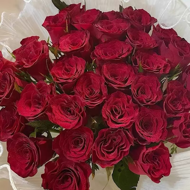 高原红玫瑰 红玫瑰基地批发 婚礼婚车用花节日礼物