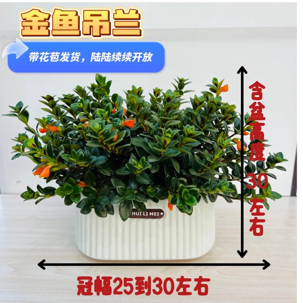金鱼吊兰盆栽带花苞室内客厅金鱼花卉懒人植物四季开好养家养盆栽