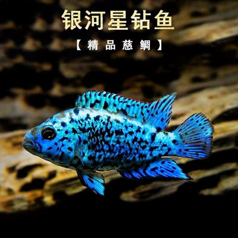 银河星钻鱼水族鱼观赏鱼豹三湖慈鲷美洲短鲷热带观赏鱼新手好养