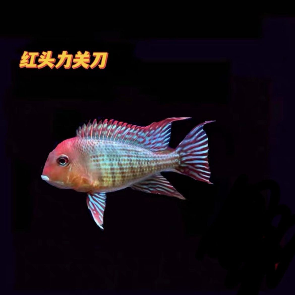 斯威尼红头力关刀鱼南美群游混养温驯翻砂清缸观赏好养彩虹观赏鱼